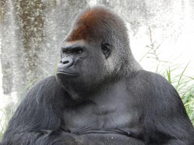Binary options gorilla