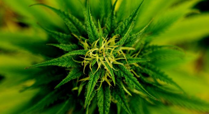 5 Best Marijuana Stocks Of 2016